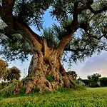 Bed & Breakfast Masseria Luco Martina Franca