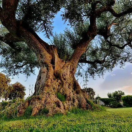 B&B Masseria Luco 마르티나프란카